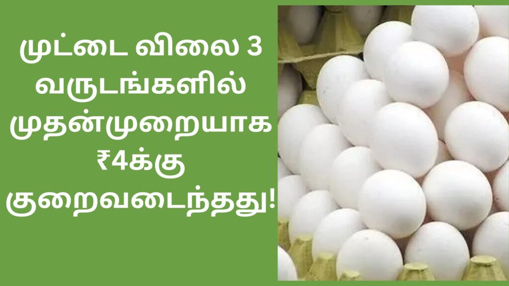 Namakkal egg prices